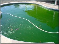 Green Pool - One Time Clean